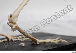  Chicken skeleton 